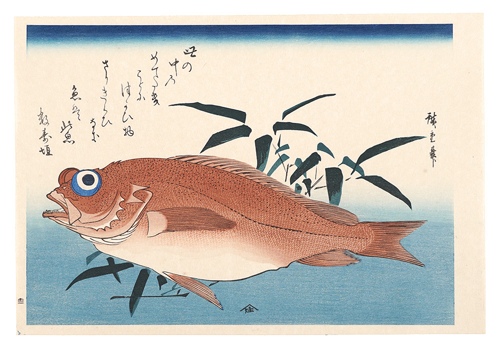 広重初代「魚づくし　赤魚に笹葉【復刻版】」
