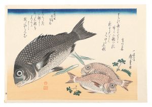 広重初代「魚づくし　黒鯛・小鯛に山椒【復刻版】」