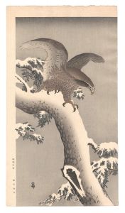 雪松に尾白鷲