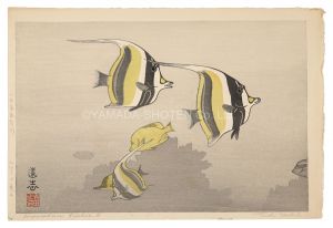 吉田遠志「ハワイの魚A」