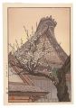 White Plum