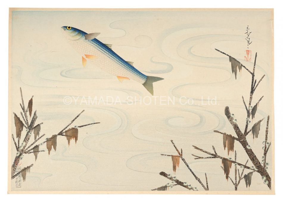 大野麥風「大日本魚類画集　ボラ」