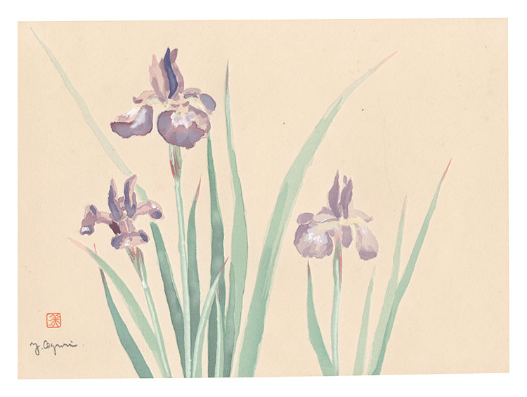 Oguri Yoshiji “Picture Album of Various Flowers / Iris”