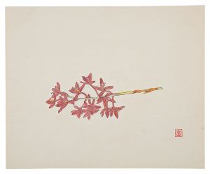 Orchid