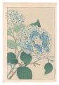 Hydrangea