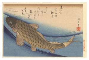 広重初代「魚づくし　鯉【復刻版】」
