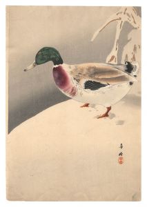 鴨（仮題）