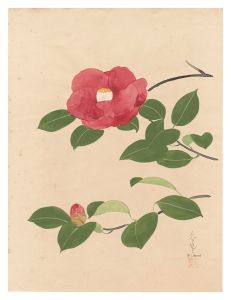 大野麥風「自筆画　椿（仮題）」