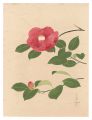 Camellia (tentative title)