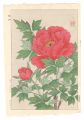 Peony