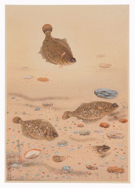 Ono Bakufu “Fish of Japan / No. 11 of Volume 1: Karei(Halibut)”