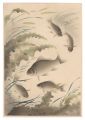 Fish of Japan / Crucian Carp