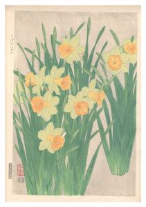 Ito Nisaburo / Narcissus pseudonarcissus
