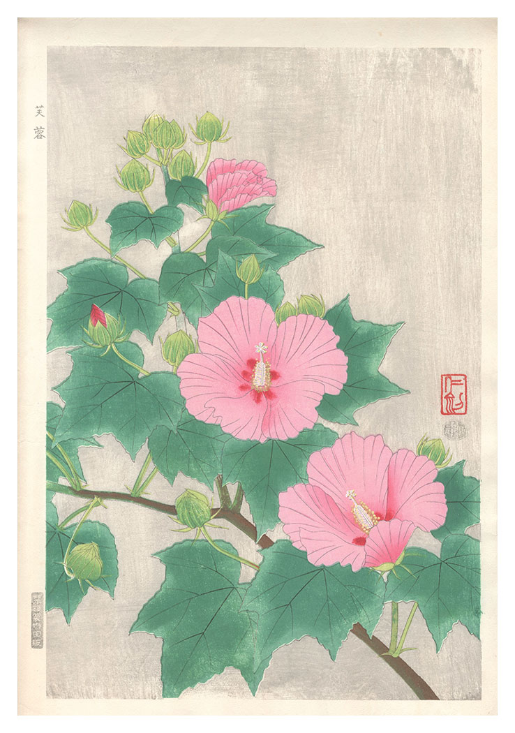 Ito Nisaburo “Cotton Rosemallow”