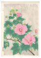 Cotton Rosemallow