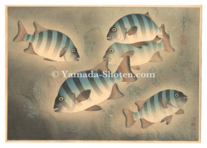 Ono Bakufu / Fish of Japan / No. 6 of Volume 2: Rock Sea Bream