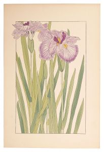 Sugiura Hisui / Japanese Iris