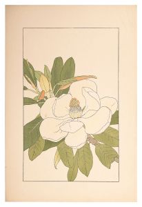Sugiura Hisui / Southern Magnolia
