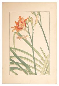 Sugiura Hisui / Bush sedge