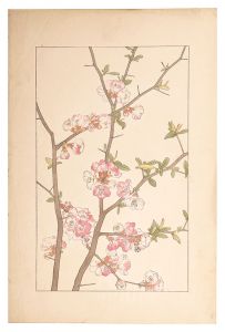 Sugiura Hisui / Japanese quince