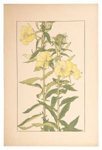 Sugiura Hisui / Evening Primrose