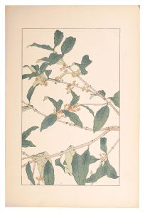 Sugiura Hisui / Sweet Osmanthus