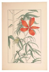 Sugiura Hisui / Hibiscus Coccineus