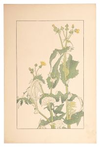 Sugiura Hisui / Sow Thistle