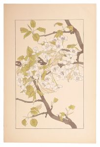 Sugiura Hisui / Sand pear