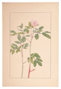 Sugiura Hisui / Paeonia japonica