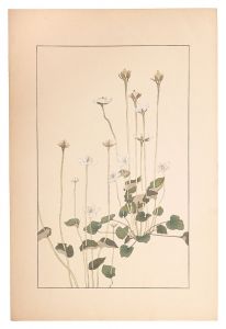 Sugiura Hisui / Parnassia palustris