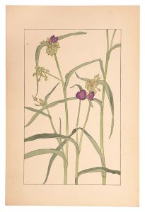 Sugiura Hisui / Tradescantia Virginica