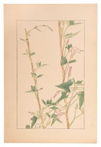 Sugiura Hisui / Japanese false bindweed
