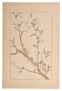 Sugiura Hisui / Yoshino cherry