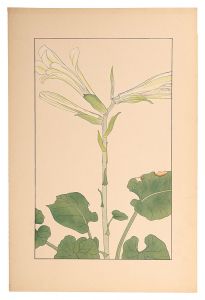Sugiura Hisui / Heartleaf lily