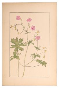 Sugiura Hisui / Geranium dakuricum, DC