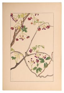 Sugiura Hisui / five-leaf Akebia