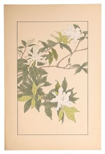 Sugiura Hisui / Gardenia