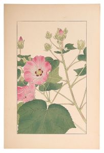 Sugiura Hisui / Cotton Rosemallow