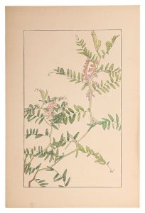 Sugiura Hisui / Tufted vetch