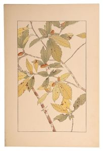 Sugiura Hisui / oak