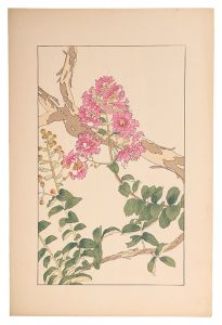 Sugiura Hisui / Crape myrtle