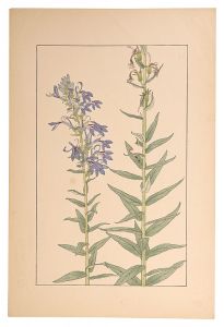 Sugiura Hisui / Lobelia sessilifolia
