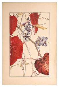 Sugiura Hisui / Crimson glory vine