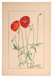 Sugiura Hisui / Shirley Poppy,Corn Poppy