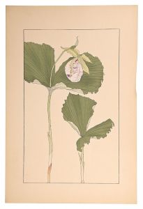 Sugiura Hisui / Japanese lady's slipper