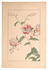 Sugiura Hisui / Lilium Speciosum