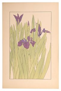 Sugiura Hisui / Water iris