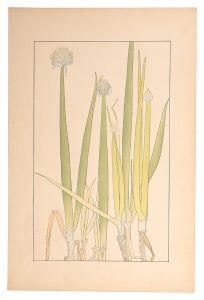 Sugiura Hisui / Welsh onion