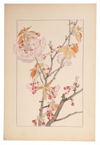 Sugiura Hisui / Double Cherry Blossom